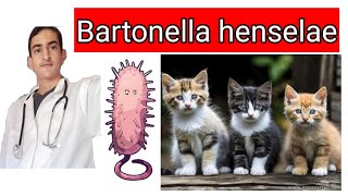 Bartonella henselae [upl. by Onairda]