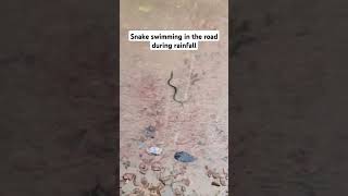 Keelback snake swimming in the road during heavy rainfall snake serpent snakerescue snakevideo [upl. by Jahncke895]