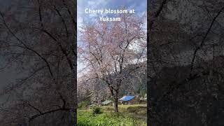 Yuksam west Sikkim Cherry blossom [upl. by Gare]