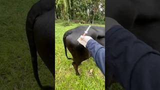 cows reaction when vitamin injection is given cow animals shorts [upl. by Naryk]