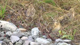 Lapland Longspurs [upl. by Nnylyoj]