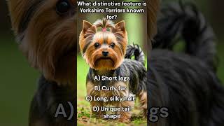 What distinctive feature is Yorkshire Terriers known for [upl. by Alis]