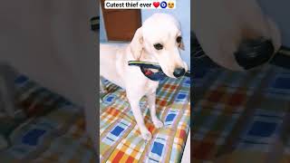 cutest thief 🤗 youtubeshorts shorts labrador dog cute viralsongs trending [upl. by Ettenahs]