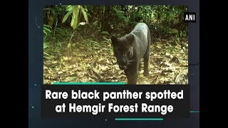 Rare black panther spotted at Hemgir Forest Range  Odisha News [upl. by Dora]