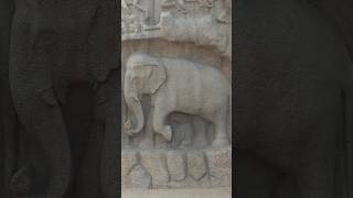 mamallapuram status statue elephant wildlife animals [upl. by Merril558]