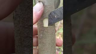 Grafting Techniques to learn🪴 graftingskills treehouse grafting plantlover nature shorts [upl. by Dill]