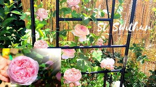 StSwithun climbing rose update  David Austin Roses [upl. by Ahset]