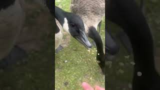 Being Mugged And Pecked By Canada Geese  Thornes Park birds avian nature [upl. by Htinek]