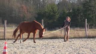 bande annonce un autre regard sur son cheval comprendre sa souffrance [upl. by Nauqahs]