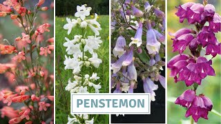 How To Sow And Grow Penstemon Beardtongue  Cottoverdi [upl. by Fredie924]