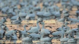 Through the Lens Snow Goose Migration [upl. by Hnahc53]