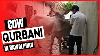 Cow qurbani in Rawalpindi by professional Qasai  Eid ul Adha 2022 [upl. by Fairbanks]