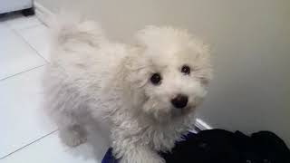 Bichon Frise Puppy [upl. by Osrick]