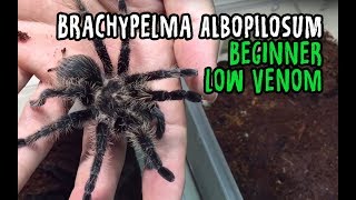 Beginner recommendation Brachypelma albopilosum [upl. by Ebaj446]