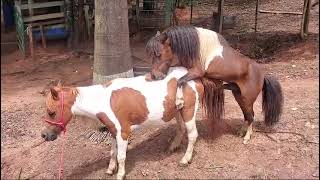 pônei Diamante cobrindo a pampinha pela segunda vez em breve teremos poneizinhos 🐴❤️🔞 minihorse [upl. by Bittner]