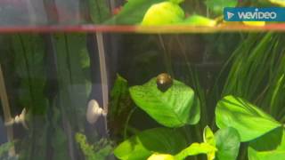 Nerite Snail vs Green Spot Algae [upl. by Suaeddaht84]