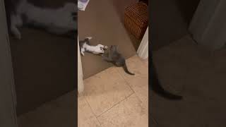 Luna’s Nemesis ￼kitten funny cute kitty ufc [upl. by Eckblad]