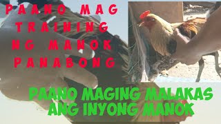 Paano magtraining ng manok panabong [upl. by Manus]