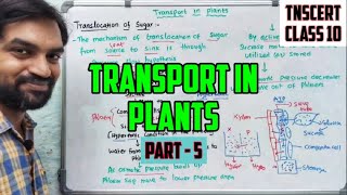 Transport in Plants  Part 5  Phloem Translocation [upl. by Huldah]