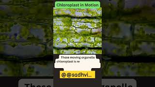 chloroplast in motionjhanjharpur 2024 Microscope🔬 DishaScienceClasses [upl. by Dnomso908]