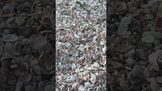 Shelling on 54 4 of 12 loveshells beach beachvibes beachday fish travel waves seashells [upl. by Emil]