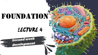 Second Week development Embryology Lecture 4 Foundation Module Dr Adham Saleh [upl. by Llovera]