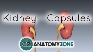 Capsules of the Kidney  Anatomy Tutorial [upl. by Crystie]