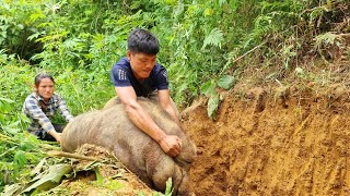 Wild boar trapping skills Giant wild boar a lucky day for the couple born from the forest [upl. by Hayott]