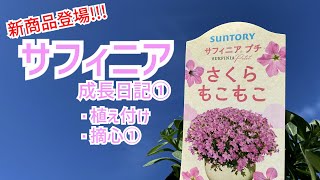 ◆サフィニア成長日記①◆新商品ゲット♪摘心・植え付け、そしてその1週間後の様子です🌱 [upl. by Gnilyam]