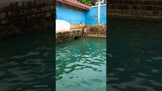 Swimming 🏊‍♀️ in Keerimalai Pond jaffna trending video travel [upl. by Ais]