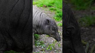 Babirusa grazing shorts ytshorts shortsvideo youtubeshorts [upl. by Iiette538]