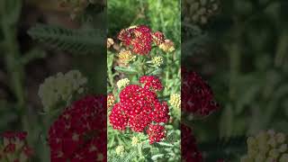 Red Yarrow looks beautiful 🥰  Planting Fields Arboretum State Historic Park [upl. by Aenad]