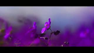 Desierto Florido 2017 Atacama Chile  Flowering Desert 2017 Atacama Chile [upl. by Leynwad]