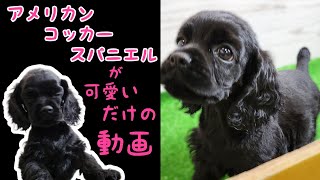 アメリカンコッカースパニエル・子犬【鶴見元宮店】 [upl. by Allard634]