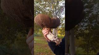 Leccinum duriusculum🍄 pedazo de hongo😲cuando llueve en Extremadura😅🍄 [upl. by Eadahc]