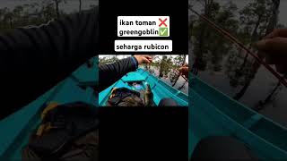 viral ikan seharga rubicon greengoblin viral ikanmahal [upl. by Ogirdor]