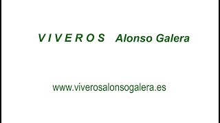 VIVEROS ALONSO GALERA [upl. by Tilden]