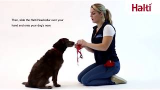 No Pull Training Your Dog with the Halti Headcollar [upl. by Kylynn]