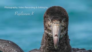 Northern Giant Petrel [upl. by Oneill]