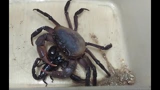 印支溪蟹（Indochinamonsp）捕食彼得异蝎（Heterometrus petersii） crab vs Scorpion [upl. by Tertius]