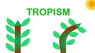 Tropism animated demonstrations explanations and important experimental results [upl. by Drucie663]