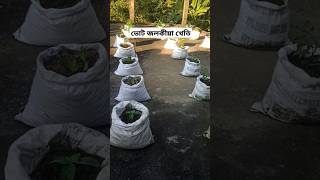 ভোট জলকীয়া খেতিBhoot jolokiaGhost pepper song assamesefood [upl. by Asital514]