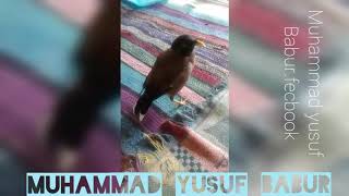 مرغ مینا سخنگو حرف زدن مینا به زبان ازبیگی  تخار دشت قلعه Thakar Dashati qala [upl. by Egedan]