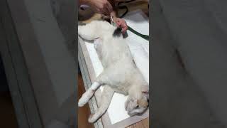 Amoxicillin medicine injections to sick cat shortvideo cat surgeryrecovery spayandneuter [upl. by Etnahsal290]