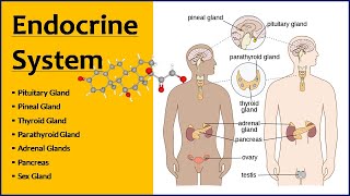 Endocrine System  Endocrine Glands  Function amp Location [upl. by Ariam]