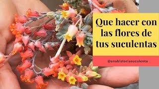 👩🏼‍🌾¿Debo cortar las flores de mis Echeverias TIPS 🌿 [upl. by Sioux285]