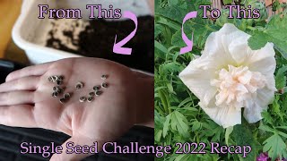 Growing Hollyhocks  From Seed to Flower  SingleSeedChallenge2022 Recap [upl. by Wrench]