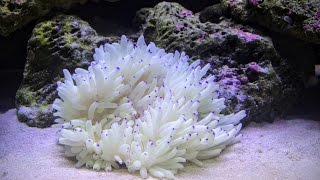 Was it a mistake adding a sebae anemone [upl. by Lucretia]