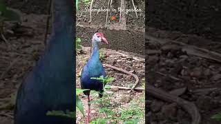 🇱🇰Swamphens in the garden birds nature bird swamphen [upl. by Iek]