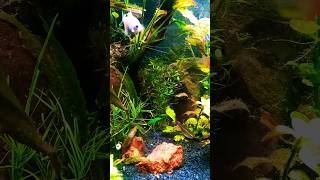 CREATE a Stunning Planted CO2 Aquarium🐟Watch Your Plants Flourish🪴plantedtanks [upl. by Khorma758]